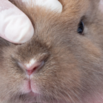 gezondheidscheck neus konijn