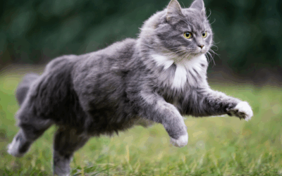 De meest voorkomende gewrichtsproblemen bij katten