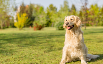 Tips om de achterhand van je hond te versterken