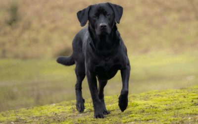 Gewrichtsklachten bij honden
