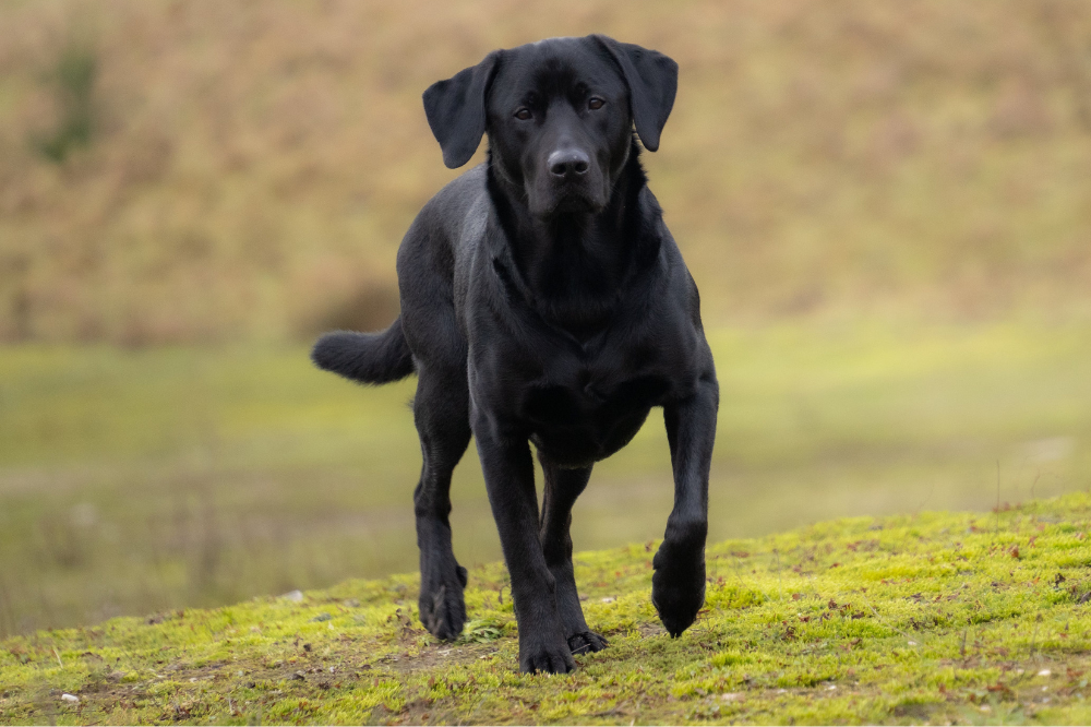 Gewrichtsklachten bij honden
