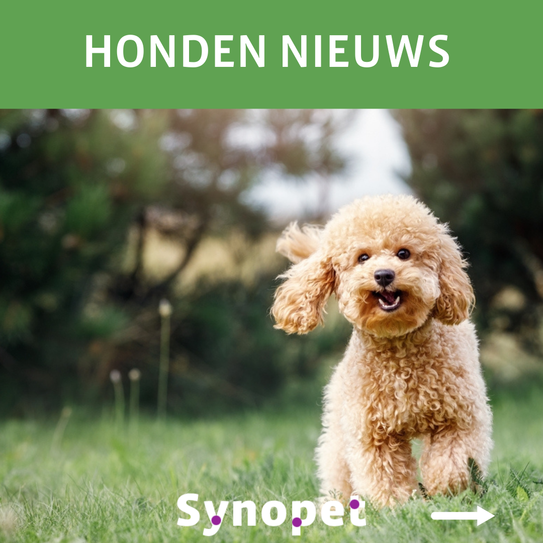 honden nieuws