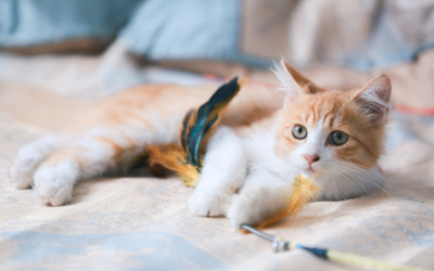 Van kitten tot volwassen gezonde kat, hoe doe je dat?