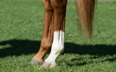 Peesblessures voorkomen bij je paard