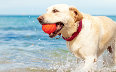 Zomer! Tips voor een gezonde hondenzomer
