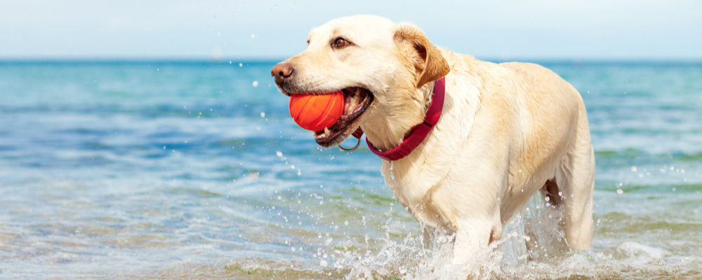 Zomer! Tips voor een gezonde hondenzomer