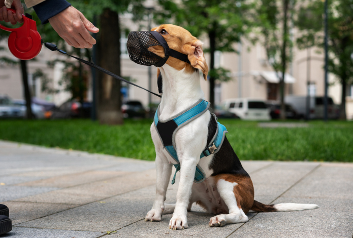 Hond mee op vakantie checklist