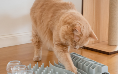 Gewrichtsklachten herkennen bij je kat