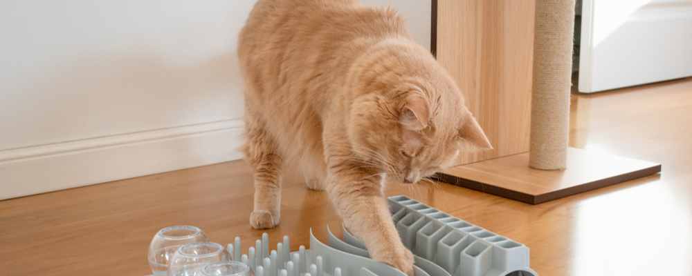 Gewrichtsklachten herkennen bij je kat