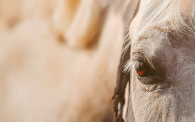 # paardenblog | Vuurwerkstress