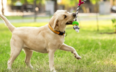 Gezondheidscheck hond