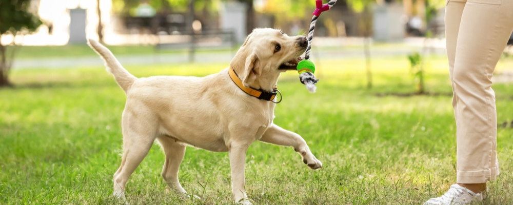 Gezondheidscheck hond