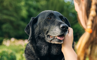 Hond | herken gewrichtsklachten