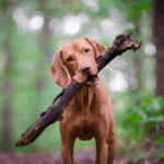 Dog Viszla