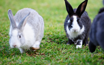 Lichaamsbeweging voor konijnen