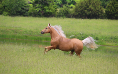 Lichaamsbeweging bij je paard