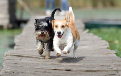 Dagelijks bewegen met je hond