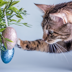 Cat egg