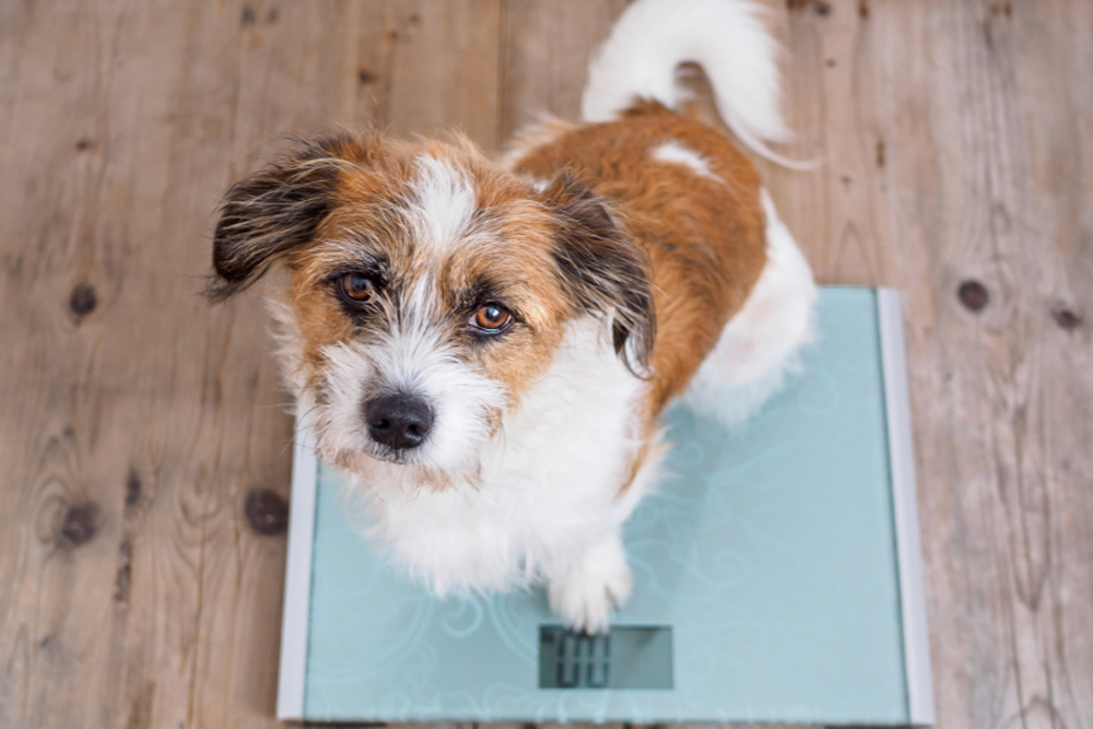 Hond Body Condition Score