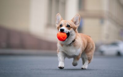 Plezier met je hondendier – Activity ball