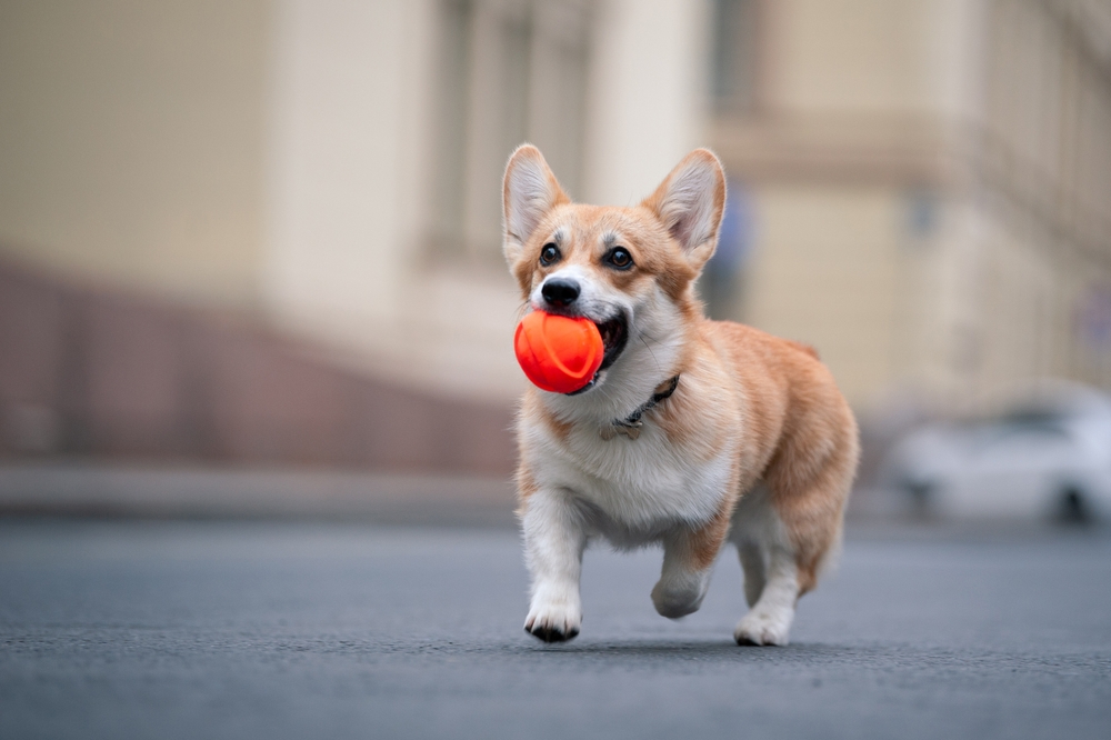 Plezier met je hondendier – Activity ball