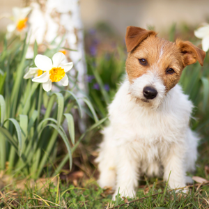 Dog outlook