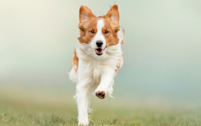 Welk Synopet gezondheidsproduct is geschikt voor mijn hond?