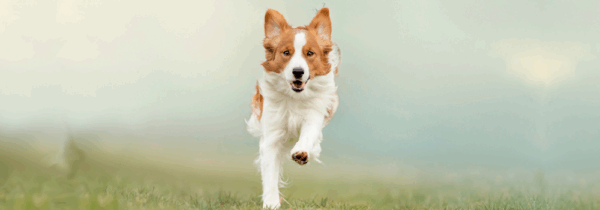 Dog Joint Support >10 kg - Afbeelding 4