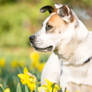 Dog search