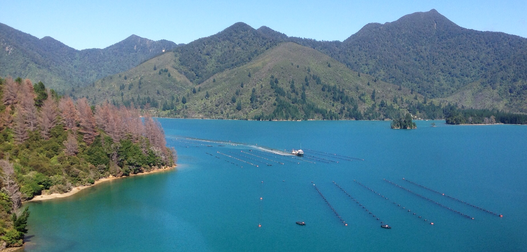 Een Groenlipmossel-farm in de Marlborough Sounds 