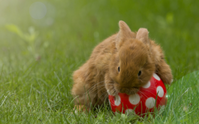 Plezier met je konijnendier – activity ball