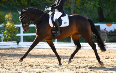 Magnesium: een essentieel mineraal voor je paard