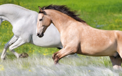 Welk gezondheidsproduct is het meest geschikt voor mijn paard?