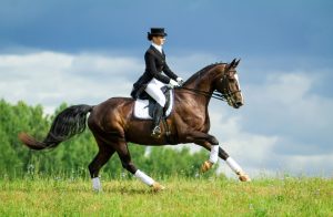 Relax Horse
