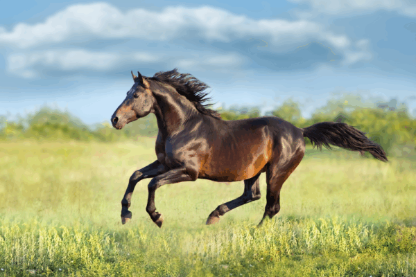 Horse Joint Support - Afbeelding 4