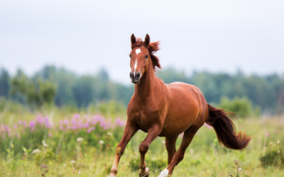 Gezondheidscheck voor je paard