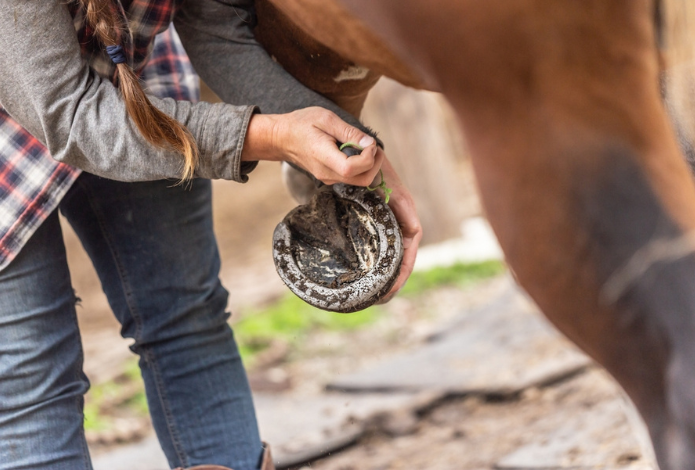 gezondheidscheck paarden