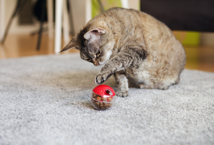 Help! Mijn kat doet het de bak