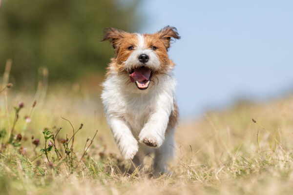 Dog Joint Support <10 kg - Afbeelding 2