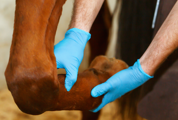 gezondheidscheck paarden