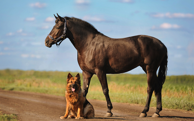 dog horse