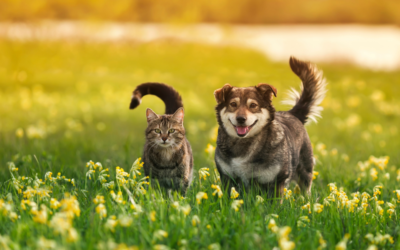 About Cats & Dogs