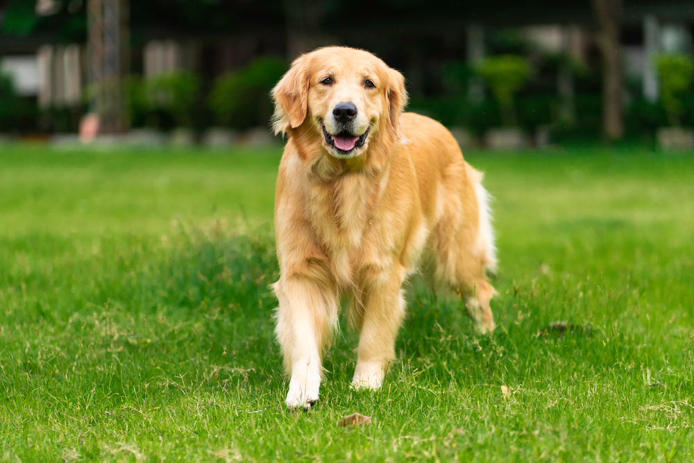 Hond mee op vakantie checklist