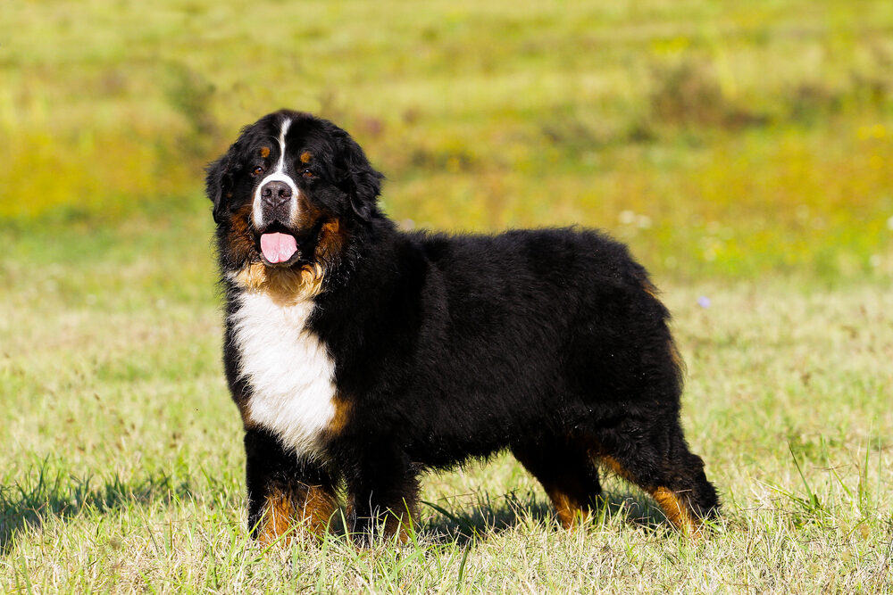 Hond mee op vakantie checklist