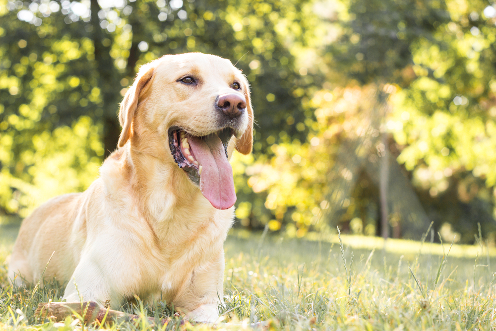 Hond mee op vakantie checklist