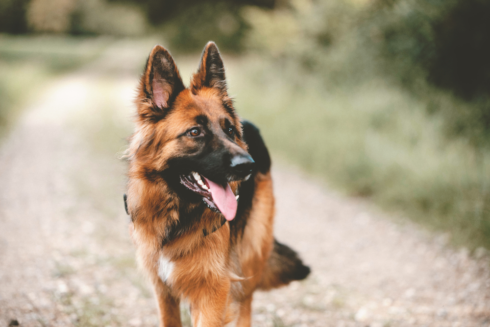 Hond mee op vakantie checklist