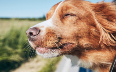 Hond mee op vakantie? De ultieme checklist!