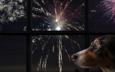 Hond | vuurwerkangst