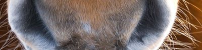 Paardenkracht in de winter