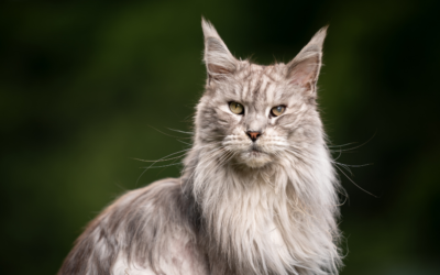 Gewrichtsaandoeningen bij katten